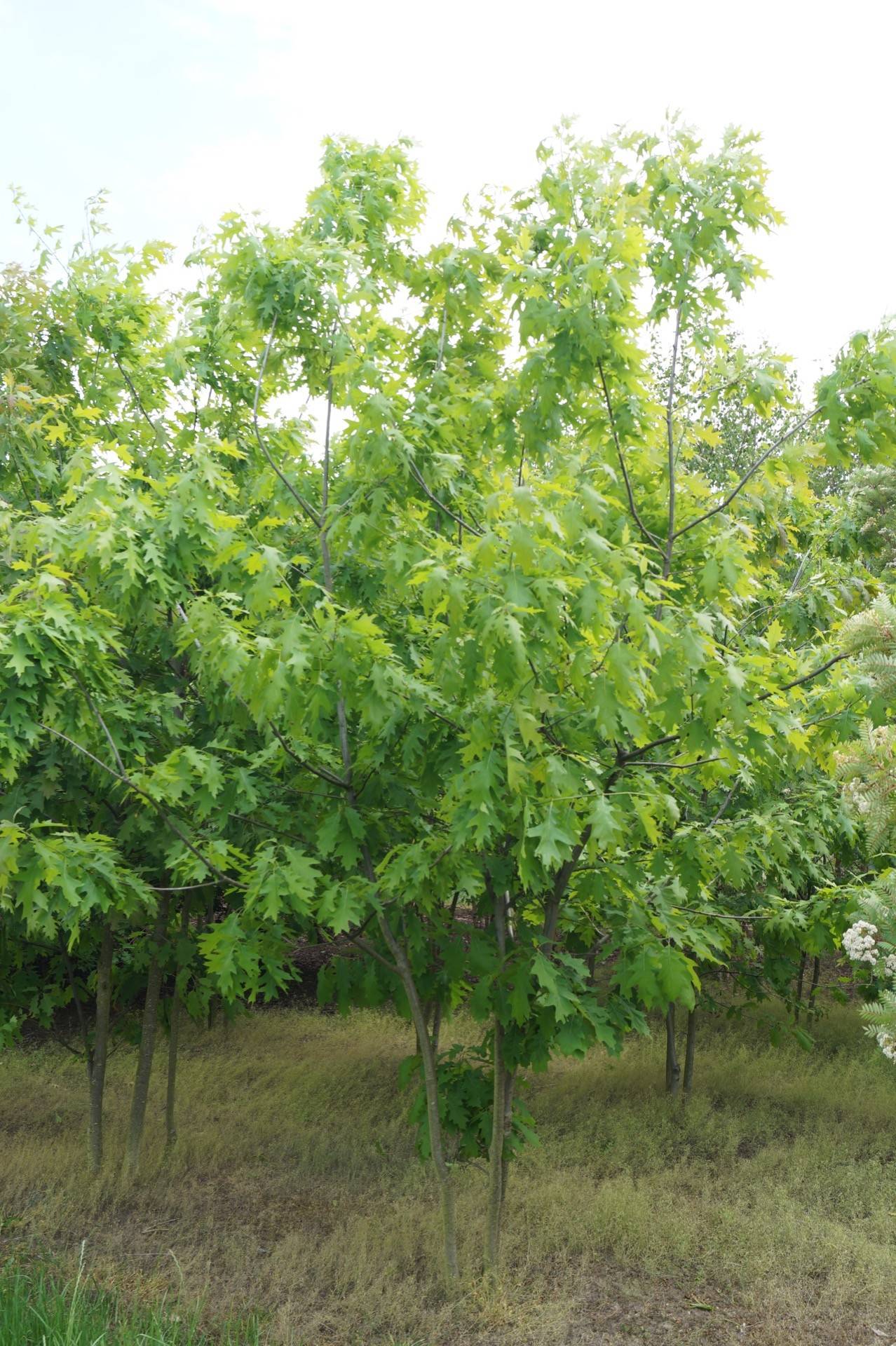 Quercus rubra_04